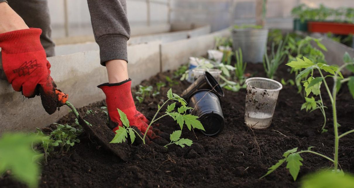 Jak wykorzystać agrowłókninę w ogrodzie?